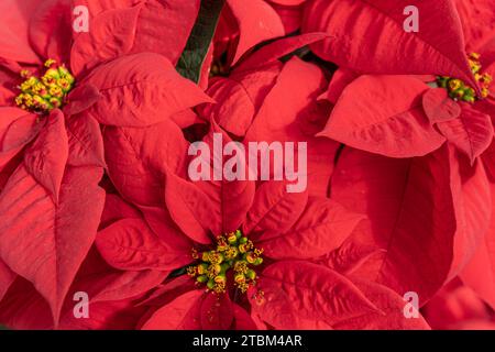 Beau poinsettia rouge exposé à la serre fleurissant à temps pour la saison des fêtes de Noël Banque D'Images