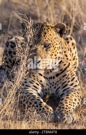 Leopard (Panthera pardus) Onguma Réserve de gibier privée, Etosha, Namibie Banque D'Images