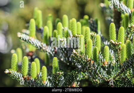 Branches de sapin coréen avec jeunes cônes dans un jardin de printemps Banque D'Images