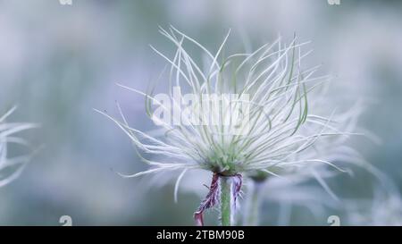 Fruits alpins (Pulsatilla alpina apiifolia) dans le jardin. Fond floral Banque D'Images