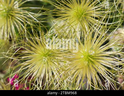 Anémone des Alpes (Pulsatilla alpina apiifolia) fruits avec gouttes de rosée Banque D'Images