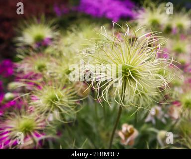 Anémone des Alpes (Pulsatilla alpina apiifolia) fruits au printemps jardin Banque D'Images