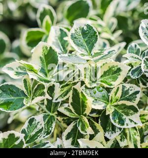 Texture, fond, motif de feuilles vertes et blanches d'Euonymus fortunei Emerald Gaiety avec gouttes de pluie. Toile de fond naturelle Banque D'Images