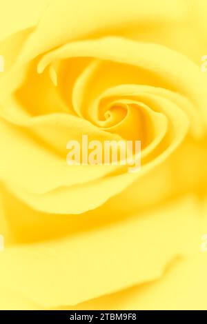 Concept botanique, carte d'invitation de mariage, Soft Focus, fond floral abstrait, fleur rose jaune. Macro fleurs fond pour marque de vacances Banque D'Images
