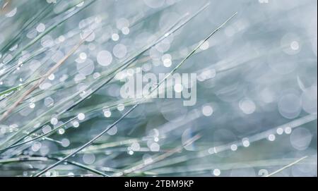 Texture, arrière-plan, motif d'herbe décorative fétuque bleue avec gouttes de pluie. Bokeh avec réflexion de la lumière. Toile de fond naturelle Banque D'Images