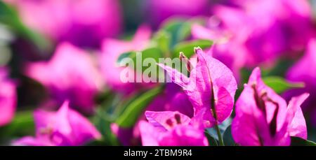 Le Begonville rose fleurit par temps ensoleillé.Plantes méditerranéennes dans le jardin.Fond floral.Photo de haute qualité Banque D'Images