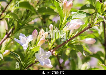 Fleurs roses blanches de (Weigela Florida) Variegata au printemps. Fond floral, concept botanique Banque D'Images