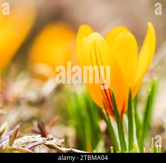 Le printemps arrive. Le premier crocus jaune dans mon jardin sur une journée ensoleillée Banque D'Images