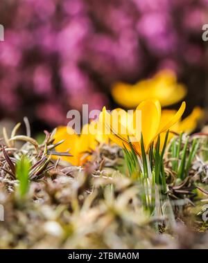 Le printemps arrive. Le premier crocus jaune dans mon jardin sur une journée ensoleillée Banque D'Images