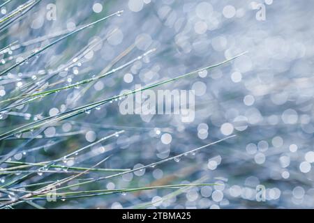 Texture, arrière-plan, motif d'herbe décorative fétuque bleue avec gouttes de pluie. Bokeh avec réflexion de la lumière. Toile de fond naturelle Banque D'Images