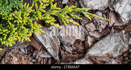 Branches conifères persistantes de tapis doré, genévrier rampant (Juniperus horizontalis) sur fond d'écorce Banque D'Images