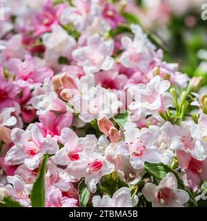 Fleurs rose pâle de (Weigela Florida) Variegata. Fond floral Banque D'Images