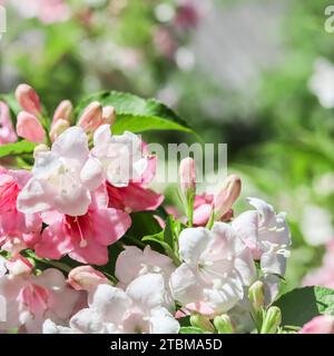 Fleurs rose pâle de (Weigela Florida) Variegata. Fond floral Banque D'Images