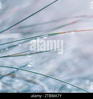 Herbe décorative bleue Fescue Festuca glauca avec gouttes d'eau. Arrière-plan d'automne flou Banque D'Images