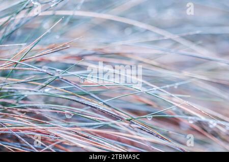 Herbe décorative bleue Fescue Festuca glauca avec gouttes d'eau. Arrière-plan d'automne flou Banque D'Images