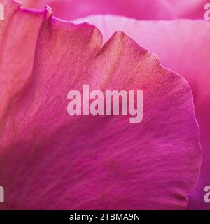 Arrière-plan floral abstrait, pétales de fleurs roses violets, mise au point douce. Toile de fond de fleurs macro pour le design de la marque des fêtes Banque D'Images