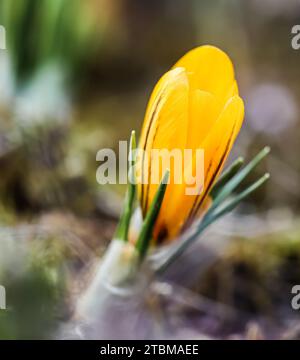 Le printemps arrive. Le premier crocus jaune dans le jardin par une journée ensoleillée Banque D'Images