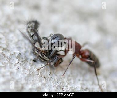 Une fourmi portant une maison morte vole sur une surface de sol en béton. Gros plan. Macro Banque D'Images