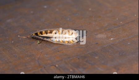 Cytisus scoparius (Sarothamnus scoparius) également connu sous le nom de gousse de graines de balai commun ou de balai écossais. Ouvrir la boîte de semences montrant les semences Banque D'Images