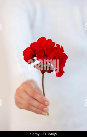 Femme méconnaissable tenant une fleur de pélargonium rouge dans sa main. Mise au point sélective Banque D'Images