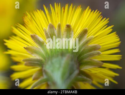 Simple pied-coltsfoot jaune (Tussilago Farfara) au début du printemps. Fleur de Coltsfoot en gros plan. Macro. Mise au point sélective Banque D'Images