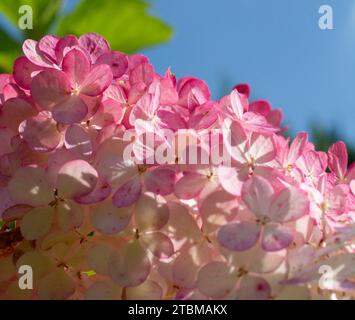 Floraison Hydrangea paniculata Grandiflora. Fleurs roses et blanches d'hortensia paniclées dans le jardin Banque D'Images