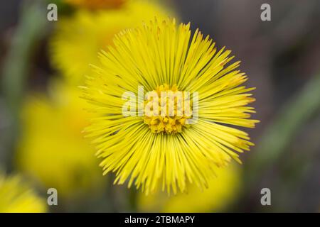 Simple pied-coltsfoot jaune (Tussilago Farfara) au début du printemps. Fleur de Coltsfoot en gros plan. Macro. Mise au point sélective Banque D'Images