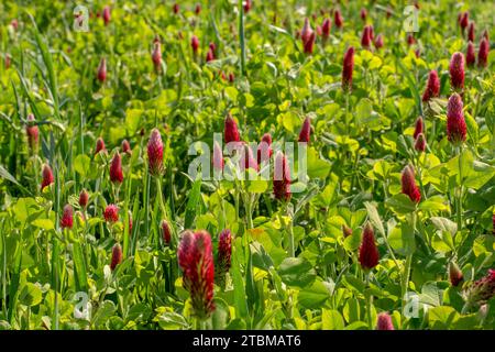 Champ agricole du trèfle cramoisi en fleurs (Trifolium incarnatum) au printemps. Mise au point sélective Banque D'Images