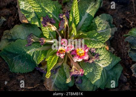 Le gel de l'onagre commune (Primula) mordit au début du printemps. endommagé par le gel Banque D'Images