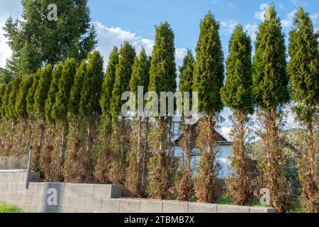 Thuja (Arborvitae) branches et aiguilles mangées par les cerfs en hiver. Dégâts de cerf à la haie de cèdre Banque D'Images