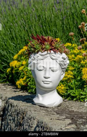 Planteuse de buste de déesse de Vénus faite de plâtre avec Houseleek ou Sempervivum en croissance Banque D'Images