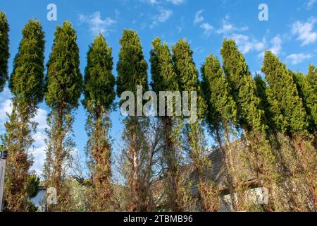 Thuja (Arborvitae) branches et aiguilles mangées par les cerfs en hiver. Dégâts de cerf à la haie de cèdre Banque D'Images