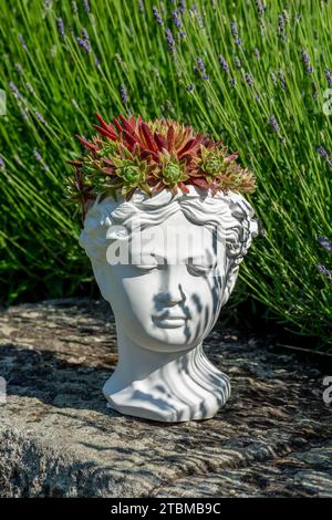 Planteuse de buste de déesse de Vénus faite de plâtre avec Houseleek ou Sempervivum en croissance Banque D'Images