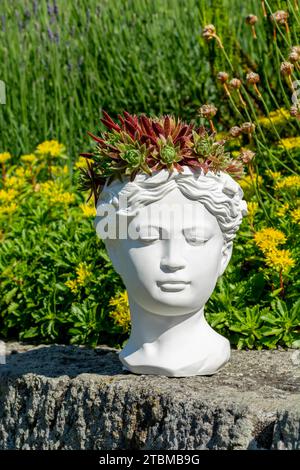 Planteuse de buste de déesse de Vénus faite de plâtre avec Houseleek ou Sempervivum en croissance Banque D'Images