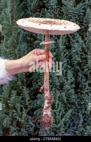 Femme tenant un champignon parasol (Macrolepiota procera) dans sa main. Gros plan. Détails Banque D'Images