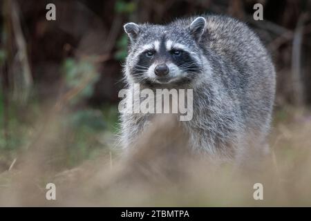 Un grand raton laveur urbain (Procyon lotor) de la région de la baie de San Francisco en Californie, aux États-Unis. Banque D'Images