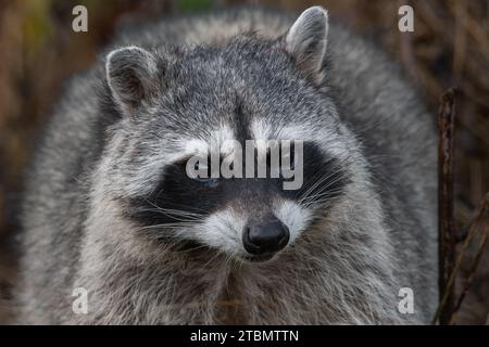 Un grand raton laveur urbain (Procyon lotor) de la région de la baie de San Francisco en Californie, aux États-Unis. Banque D'Images