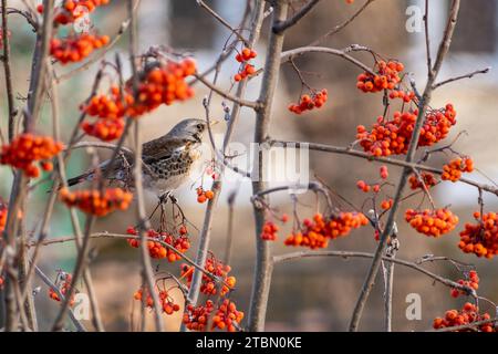 Une grive fieldfare se trouve sur une branche parmi les baies rouges. Banque D'Images