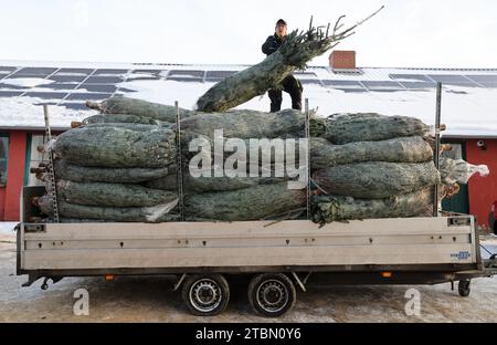 Marlow, Allemagne. 05 décembre 2023. Anett Wengorz charge des arbres de Noël emballés à Ostseetanne. Les chutes de neige massives de ces derniers jours ont fait de cette saison la plus difficile à ce jour pour l’entreprise. La neige rend les arbres plus lourds de dix kilogrammes dans le filet, et les marques sont difficiles à voir. Environ 140 000 nouveaux arbres sont plantés à Ostseetanne chaque année. Crédit : Bernd Wüstneck/dpa/Alamy Live News Banque D'Images