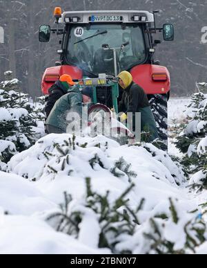 Marlow, Allemagne. 05 décembre 2023. Les arbres de Noël sont emballés pour le transport sur une plantation enneigée à Ostseetanne. Les chutes de neige massives de ces derniers jours ont fait de cette saison la plus difficile à ce jour pour l’entreprise. La neige rend les arbres plus lourds de dix kilogrammes dans le filet et les marques sont difficiles à voir. Environ 140 000 nouveaux arbres sont plantés à Ostseetanne chaque année. Crédit : Bernd Wüstneck/dpa/Alamy Live News Banque D'Images