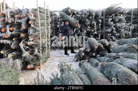 Marlow, Allemagne. 05 décembre 2023. Michael Hartwig charge des arbres de Noël emballés à Ostseetanne. Les chutes de neige massives de ces derniers jours ont fait de cette saison la plus difficile à ce jour pour l’entreprise. La neige rend les arbres plus lourds de dix kilogrammes dans le filet et les marques sont difficiles à voir. Environ 140 000 nouveaux arbres sont plantés à Ostseetanne chaque année. Crédit : Bernd Wüstneck/dpa/Alamy Live News Banque D'Images