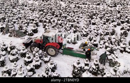 Marlow, Allemagne. 05 décembre 2023. Les arbres de Noël sont emballés pour le transport sur une plantation enneigée à Ostseetanne. Les chutes de neige massives de ces derniers jours ont fait de cette saison la plus difficile à ce jour pour l’entreprise. La neige rend les arbres plus lourds de dix kilogrammes dans le filet et les marques sont difficiles à voir. Environ 140 000 nouveaux arbres sont plantés à Ostseetanne chaque année. (Vue aérienne avec un drone/copter) crédit : Bernd Wüstneck/dpa/Alamy Live News Banque D'Images