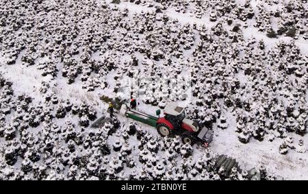 Marlow, Allemagne. 05 décembre 2023. Les arbres de Noël sont emballés pour le transport sur une plantation enneigée à Ostseetanne. Les chutes de neige massives de ces derniers jours ont fait de cette saison la plus difficile à ce jour pour l’entreprise. La neige rend les arbres plus lourds de dix kilogrammes dans le filet et les marques sont difficiles à voir. Environ 140 000 nouveaux arbres sont plantés à Ostseetanne chaque année. (Vue aérienne avec un drone/copter) crédit : Bernd Wüstneck/dpa/Alamy Live News Banque D'Images