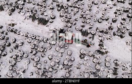 Marlow, Allemagne. 05 décembre 2023. Les arbres de Noël sont emballés pour le transport sur une plantation enneigée à Ostseetanne. Les chutes de neige massives de ces derniers jours ont fait de cette saison la plus difficile à ce jour pour l’entreprise. La neige rend les arbres plus lourds de dix kilogrammes dans le filet et les marques sont difficiles à voir. Environ 140 000 nouveaux arbres sont plantés à Ostseetanne chaque année. (Vue aérienne avec un drone/copter) crédit : Bernd Wüstneck/dpa/Alamy Live News Banque D'Images