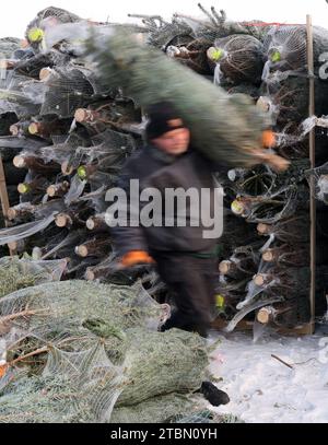 Marlow, Allemagne. 05 décembre 2023. Michael Hartwig charge des arbres de Noël emballés à Ostseetanne. Les chutes de neige massives de ces derniers jours ont fait de cette saison la plus difficile à ce jour pour l’entreprise. La neige rend les arbres plus lourds de dix kilogrammes dans le filet et les marques sont difficiles à voir. Environ 140 000 nouveaux arbres sont plantés à Ostseetanne chaque année. Crédit : Bernd Wüstneck/dpa/Alamy Live News Banque D'Images