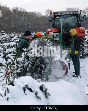 Marlow, Allemagne. 05 décembre 2023. Les arbres de Noël sont emballés pour le transport sur une plantation enneigée à Ostseetanne. Les chutes de neige massives de ces derniers jours ont fait de cette saison la plus difficile à ce jour pour l’entreprise. La neige rend les arbres plus lourds de dix kilogrammes dans le filet et les marques sont difficiles à voir. Environ 140 000 nouveaux arbres sont plantés à Ostseetanne chaque année. Crédit : Bernd Wüstneck/dpa/Alamy Live News Banque D'Images