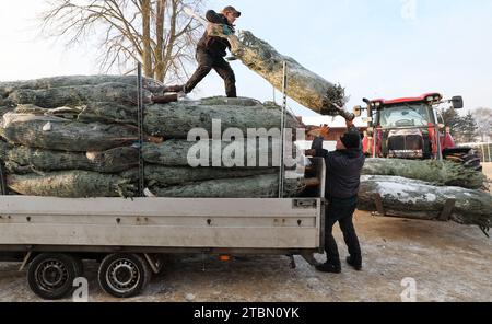 Marlow, Allemagne. 05 décembre 2023. Anett Wengorz (de gauche à droite) et Michael Hartwig chargent des sapins de Noël à Ostseetanne. Les chutes de neige massives de ces derniers jours ont fait de cette saison la plus difficile à ce jour pour l’entreprise. La neige rend les arbres plus lourds de dix kilogrammes dans le filet et les marques sont difficiles à voir. Environ 140 000 nouveaux arbres sont plantés à Ostseetanne chaque année. Crédit : Bernd Wüstneck/dpa/Alamy Live News Banque D'Images