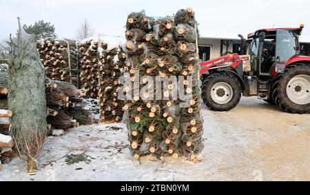 Marlow, Allemagne. 05 décembre 2023. Anett Wengorz utilise un tracteur pour préparer des palettes de sapins de Noël emballés pour le transport à Ostseetanne. Les chutes de neige massives de ces derniers jours ont fait de cette saison la plus difficile à ce jour pour l’entreprise. La neige rend les arbres plus lourds de dix kilogrammes dans le filet et les marques sont difficiles à voir. Environ 140 000 nouveaux arbres sont plantés à Ostseetanne chaque année. Crédit : Bernd Wüstneck/dpa/Alamy Live News Banque D'Images
