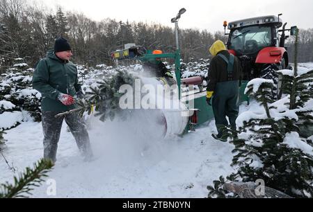 Marlow, Allemagne. 05 décembre 2023. Les arbres de Noël sont emballés pour le transport sur une plantation enneigée à Ostseetanne. Les chutes de neige massives de ces derniers jours ont fait de cette saison la plus difficile à ce jour pour l’entreprise. La neige rend les arbres plus lourds de dix kilogrammes dans le filet et les marques sont difficiles à voir. Environ 140 000 nouveaux arbres sont plantés à Ostseetanne chaque année. Crédit : Bernd Wüstneck/dpa/Alamy Live News Banque D'Images
