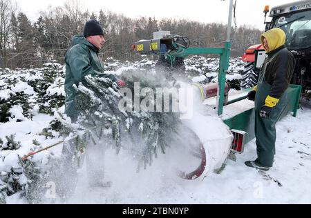 Marlow, Allemagne. 05 décembre 2023. Les arbres de Noël sont emballés pour le transport sur une plantation enneigée à Ostseetanne. Les chutes de neige massives de ces derniers jours ont fait de cette saison la plus difficile à ce jour pour l’entreprise. La neige rend les arbres plus lourds de dix kilogrammes dans le filet et les marques sont difficiles à voir. Environ 140 000 nouveaux arbres sont plantés à Ostseetanne chaque année. Crédit : Bernd Wüstneck/dpa/Alamy Live News Banque D'Images